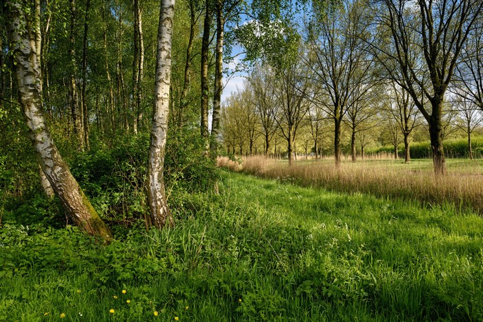 4K Spring Trees and Grass in Beverwijk, Netherlands