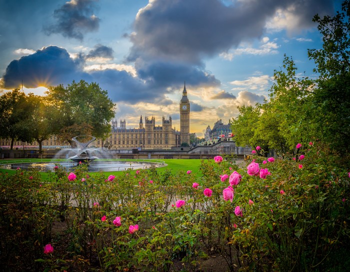 Palace of Westminster and Big Ben with Fountain and Roses in London