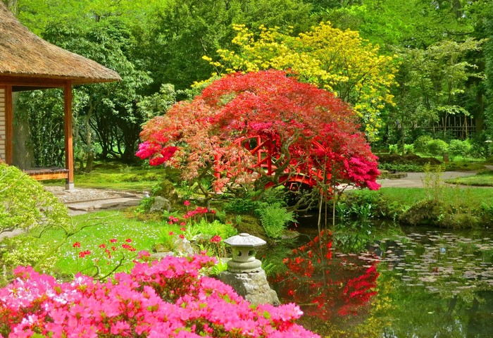 Japanese garden with red bridge and pink azaleas