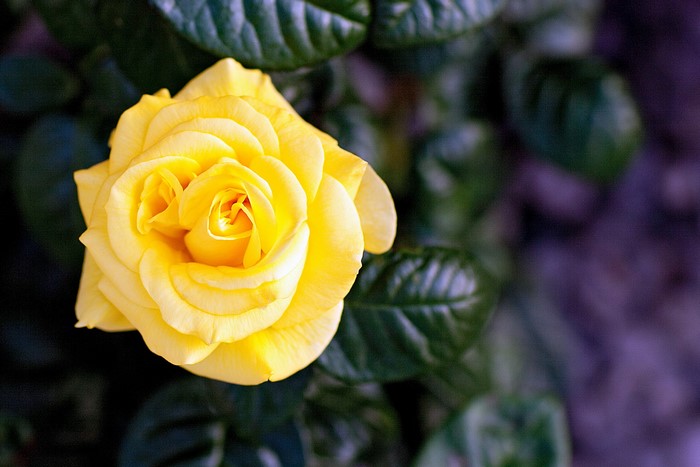 Yellow rose with green leaves