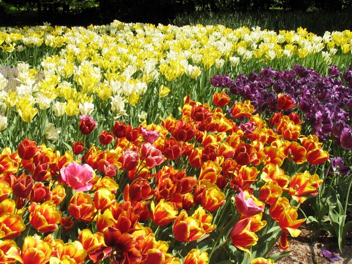 Field of colorful tulips in bloom