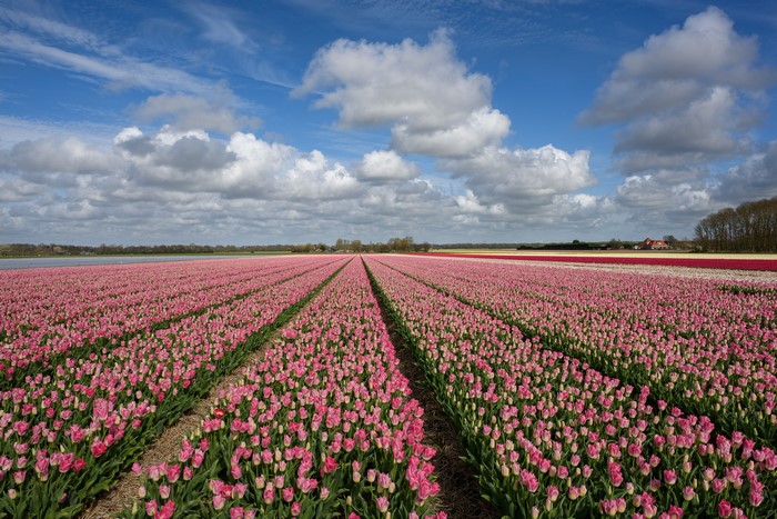 Field of Pink Tulips under a Cloudy Sky
