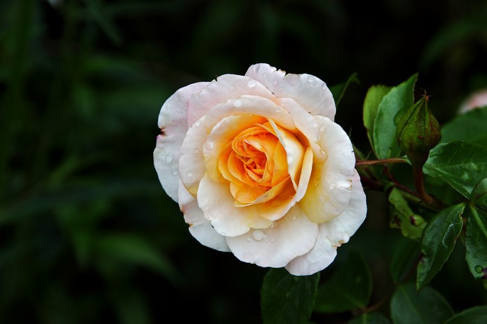 White and yellow rose with water droplets