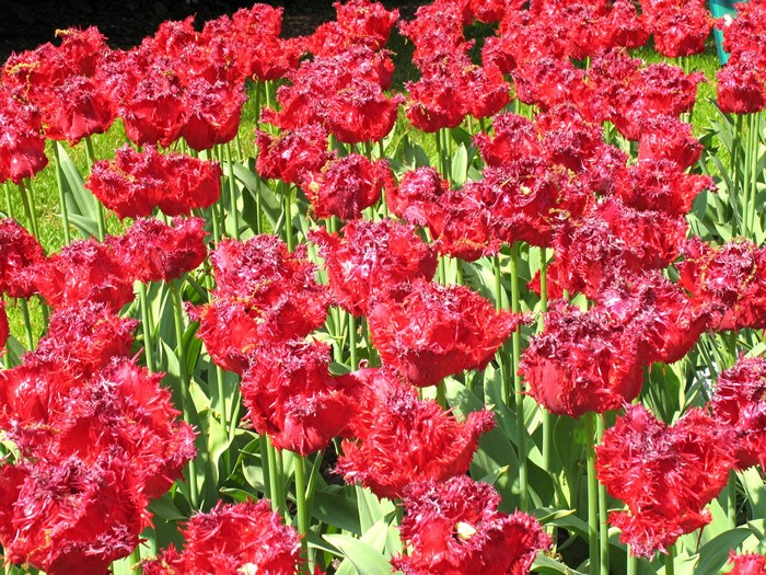 Field of Red Fringed Tulips