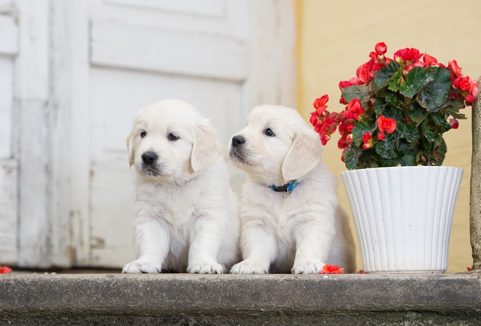 Two Golden Retriever Puppies with Red Flowers