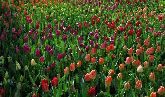 Field of colorful tulips in bloom