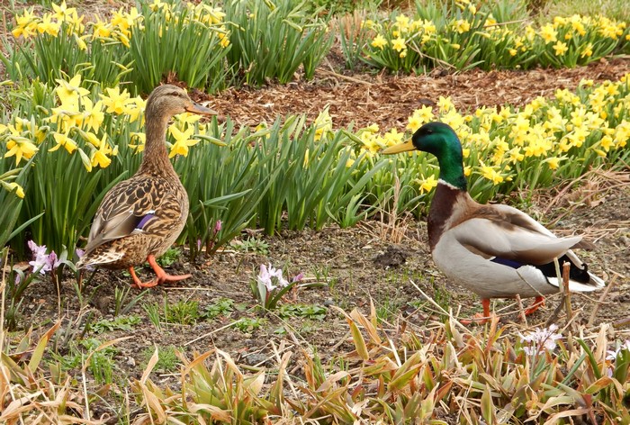 Two ducks in a garden with daffodils