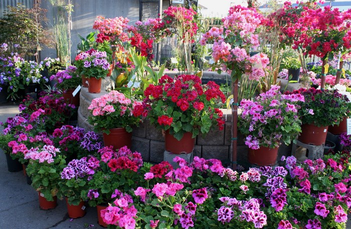 Many potted geraniums in various colors