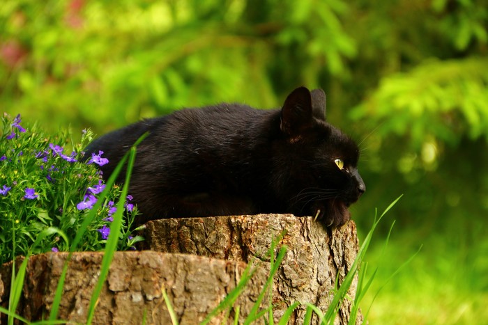 Black cat on a tree stump with purple flowers