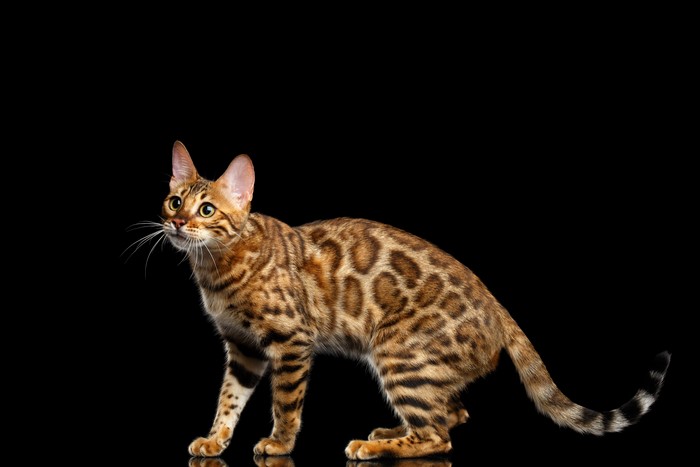 Bengal Cat with Leopard Spots on Black Background