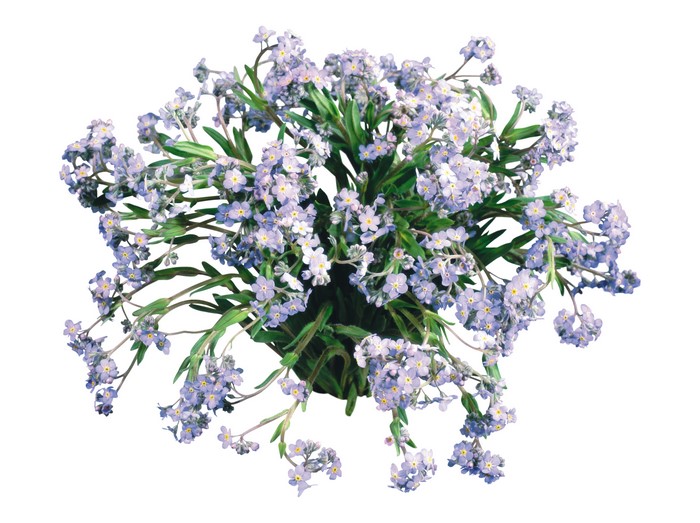 Forget-me-nots on white background