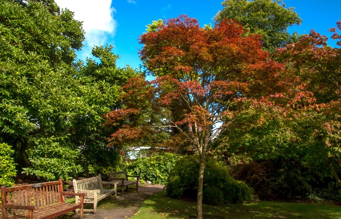 Swansea Botanic Gardens park with benches and trees