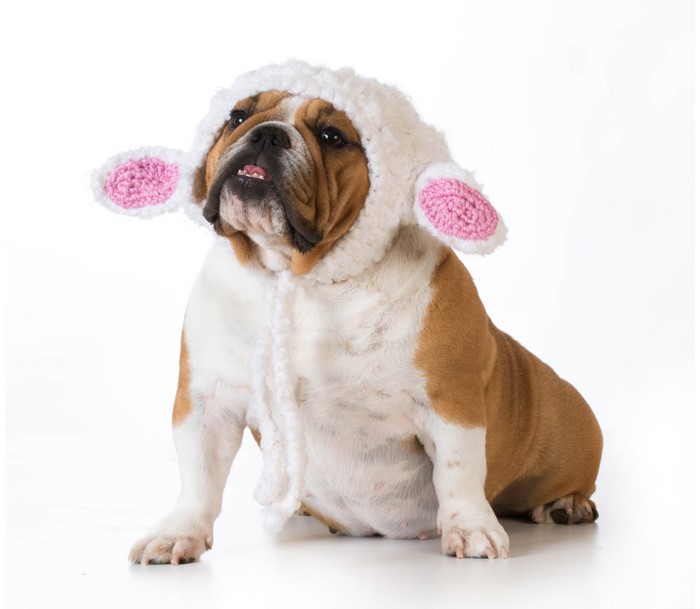 Bulldog wearing a sheep costume on white background