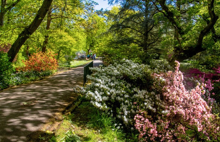 Path through Clyne Gardens with blooming azaleas