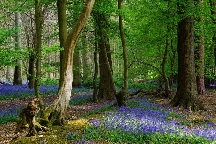 4K Bluebells in Knebworth Hertfordshire Forest