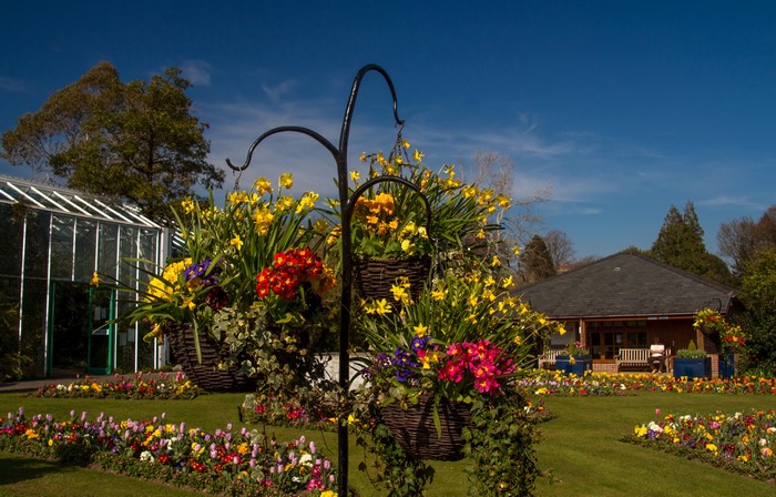 Swansea Botanic Gardens with Daffodils and Primula