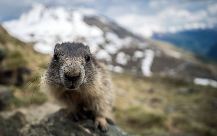Marmot close-up in the mountains