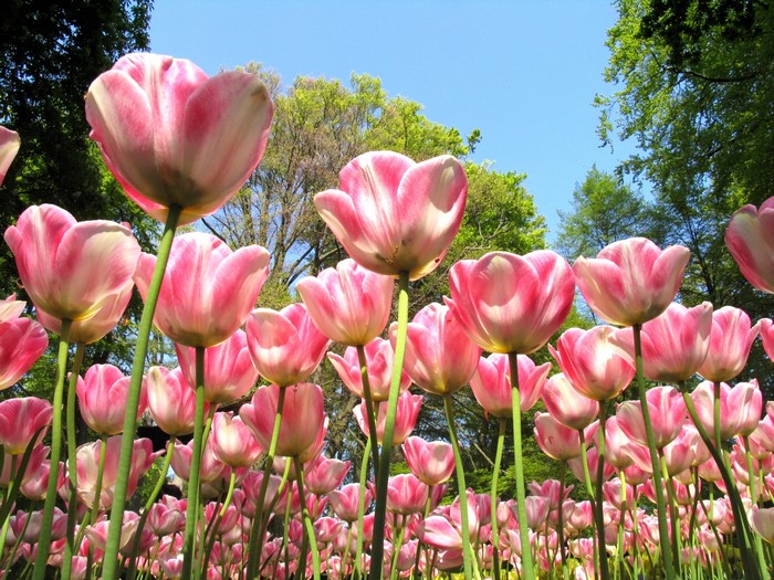 Pink and white tulips blooming in a garden