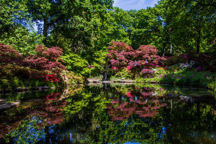 Exbury Gardens Pond with Tree Reflections