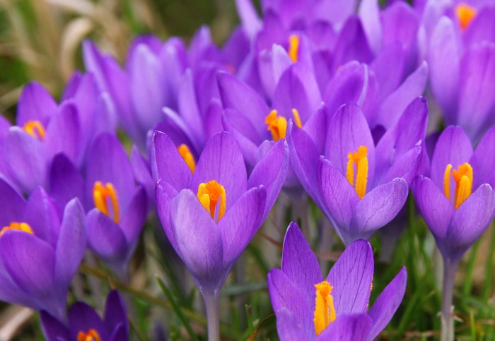 4K Crocuses Closeup Violet