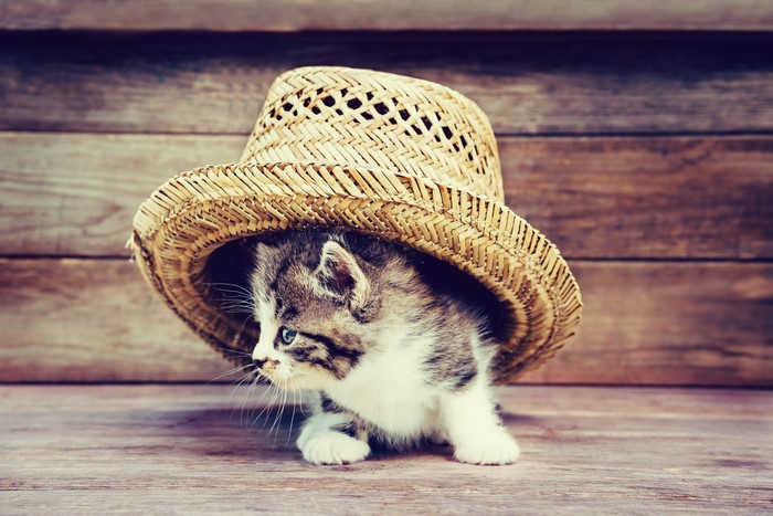 Kitten wearing a straw hat on wooden planks