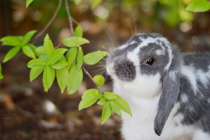 4K Rabbits on Branches with Foliage