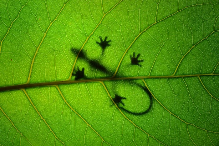 Silhouette of a lizard on a green leaf