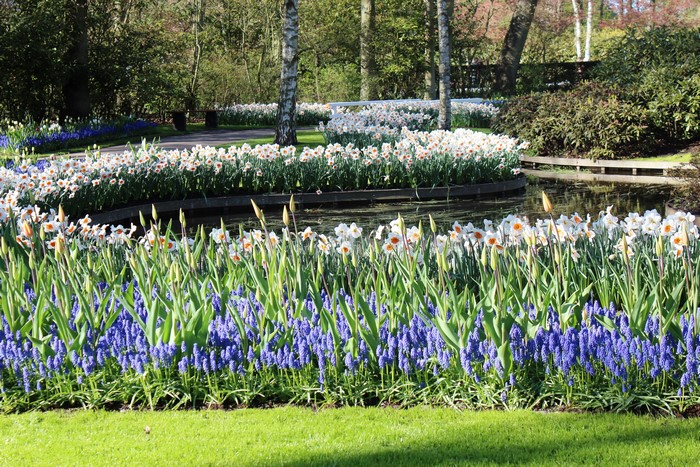 Keukenhof Gardens in the Netherlands with Daffodils and Muscari