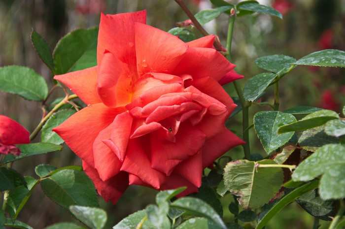 Close-up of a vibrant red rose with water droplets