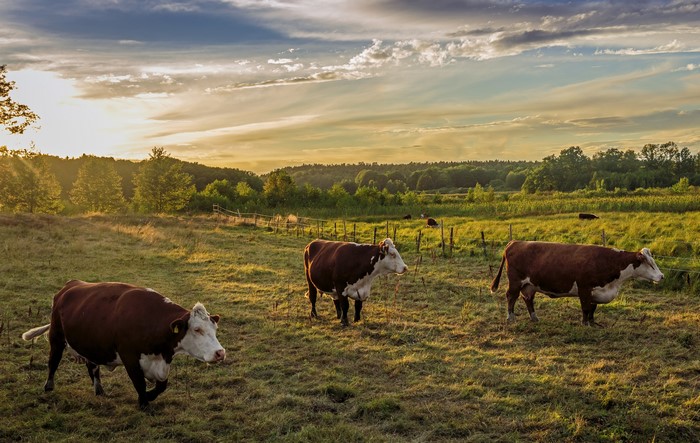 Cows in a grassy field at sunset