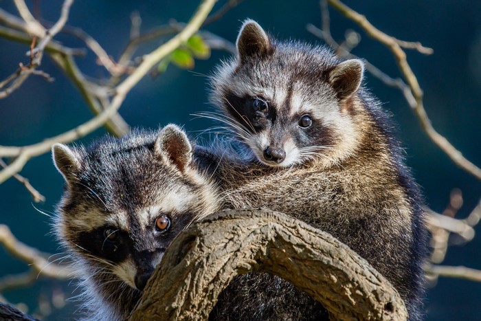 Two Raccoons on a Tree Branch