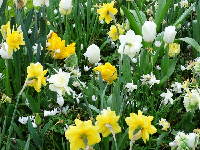 4K Daffodils and Tulips in a Garden