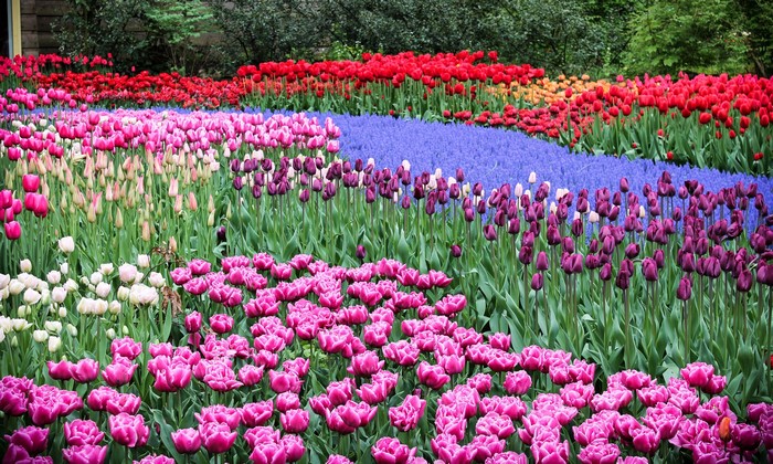 Keukenhof Gardens with Rows of Colorful Tulips and Hyacinths
