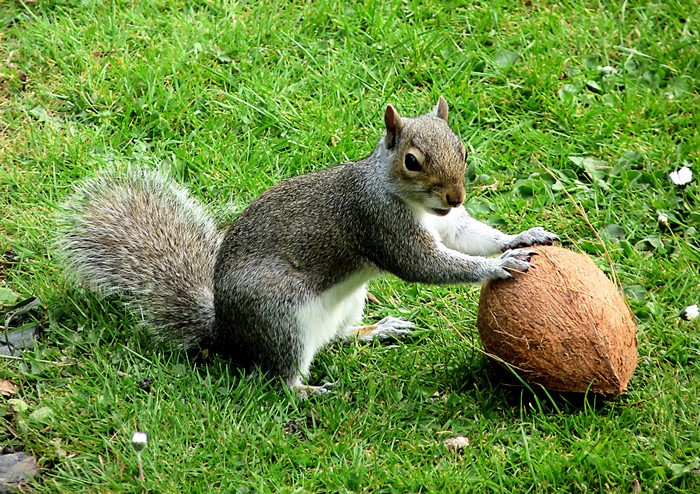 Squirrel with a coconut on grass