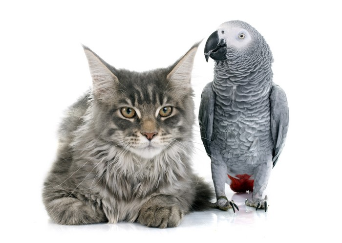 Maine Coon Cat and African Grey Parrot on White Background