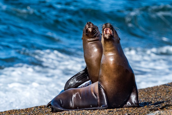 Two seals on a pebble beach with waves in the background