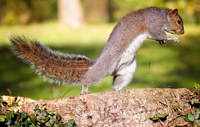 Squirrel jumping on a log
