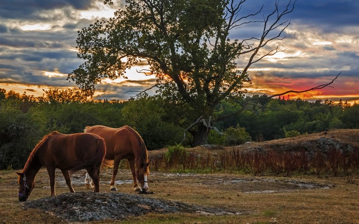 Two Horses Grazing at Sunset with HDR Effect