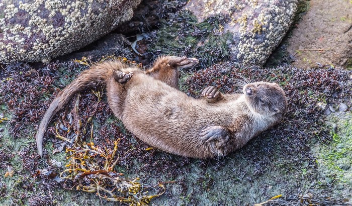 Eurasian otter resting on seaweed-covered rocks