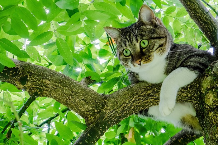 Tabby cat with green eyes perched on a tree branch