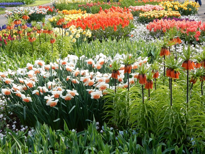Keukenhof Gardens with Daffodils, Fritillaria, and Tulips