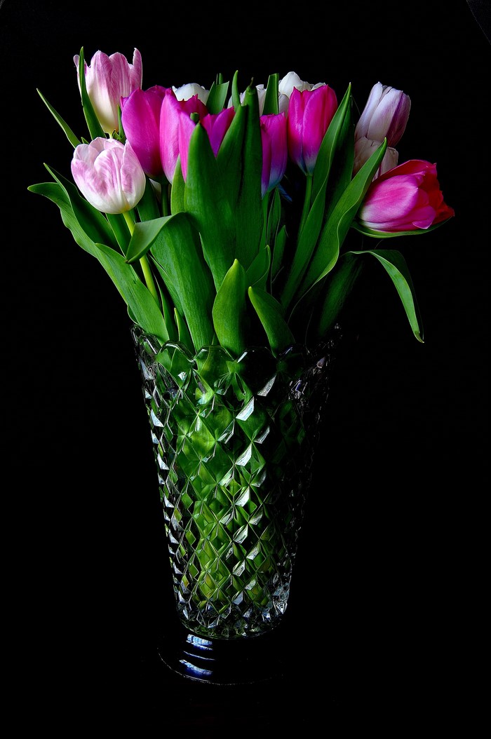 Tulips in a crystal vase on a black background