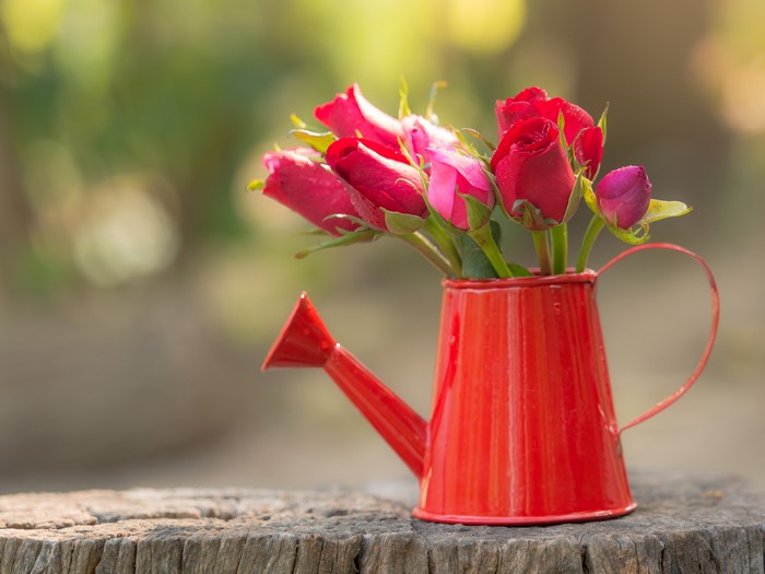 Red watering can with roses
