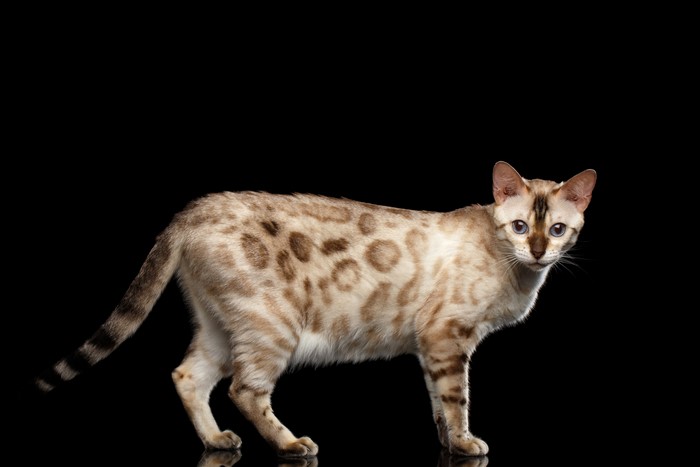 White Bengal Cat with Leopard Spots on Black Background