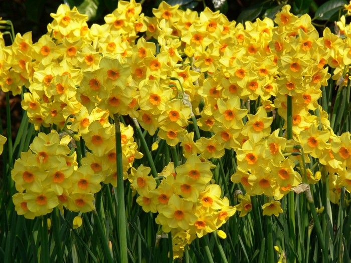 A close-up of many yellow daffodils
