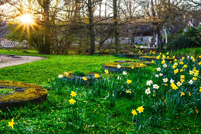 Spring park with daffodils and sunbeams