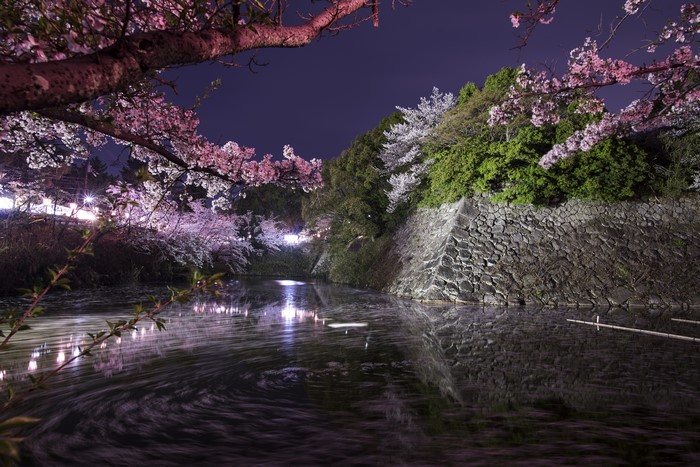 Koriyama Castle Park flowering trees at night