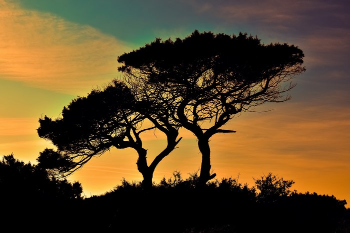 Silhouette of trees against a colorful sunset sky