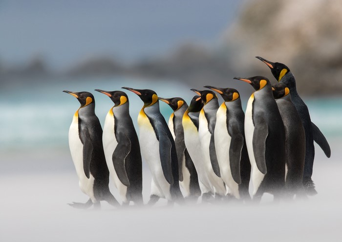 A line of King penguins on a beach