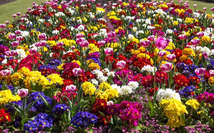 4K Tulips and Primula Flowers in a Garden